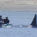 FOTO: Paus Pembunuh Lewati Perahu Nelayan di Shetland