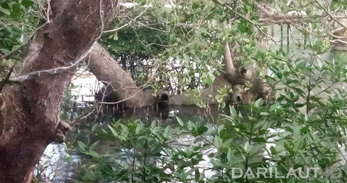 Melacak Genetik Siput Halmahera yang Hidup di Air Panas