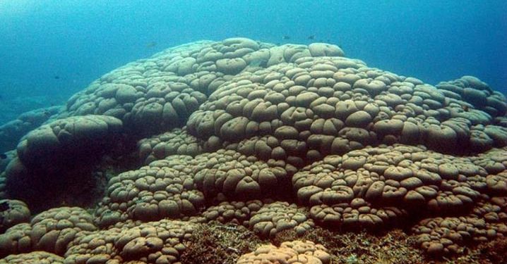 Ada Karang Besar Berumur 1000 Tahun di Halmahera