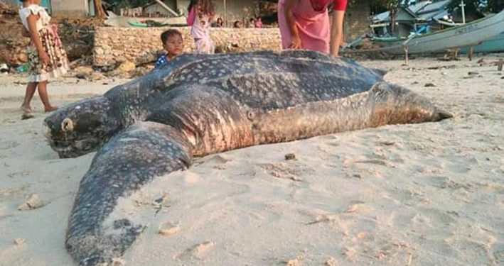Penyu Raksasa 2,5 Meter Ditemukan di Pantai Lombok Timur