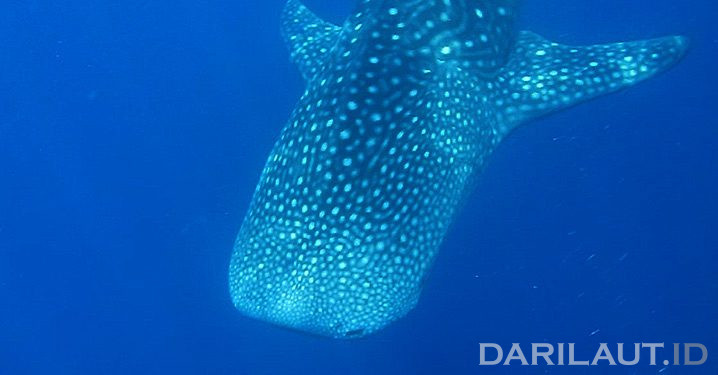 Dalam Sehari Kemunculan Hiu Paus di Botubarani Paling Banyak 5 Ekor