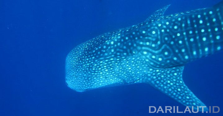 Hiu Paus dan Gua Bawah Laut di Botubarani