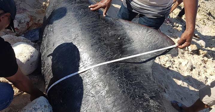 Foto: Penguburan Paus Pemandu di Sabu Raijua