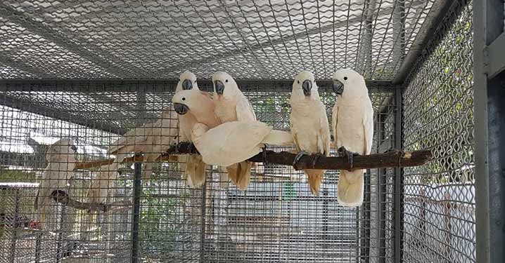 KLHK Kembalikan Ratusan Burung dan Reptil Maluku ke Habitat Asal