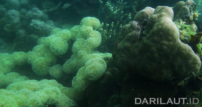 Peringatan Hari Konservasi Alam Nasional di Berbagai Daerah