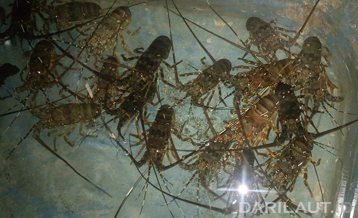 Penampungan dan pembesaran lobster di “Kampoeng Lobster” Kemadang, Tanjungsari, Kabupaten Gunung Kidul, Daerah Istimewa Yogyakarta. FOTO: DARILAUT.ID