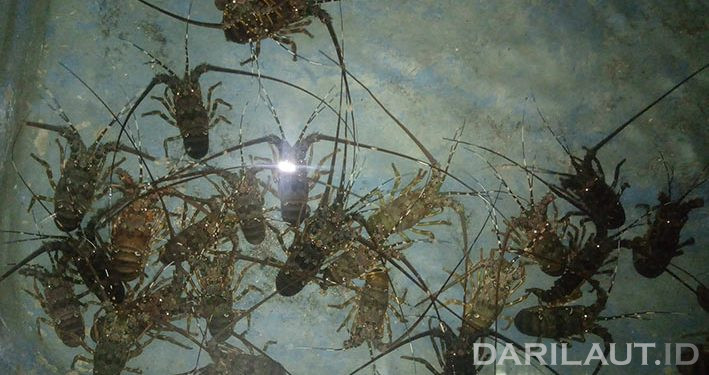 Kebijakan Ekspor Benih Lobster Bertentangan dengan Syariat Islam