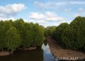 Hutan Mangrove. FOTO: DARILAUT.ID
