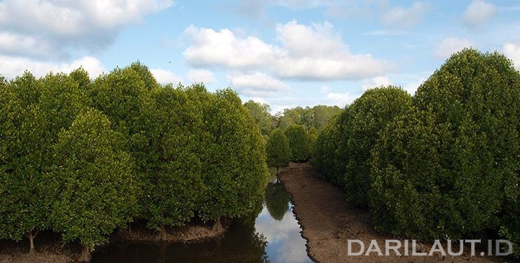 Monitoring Ekosistem Mangrove Berbasis Android