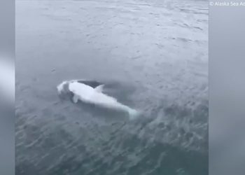 Kejadian langka seekor paus pembunuh berkulit putih terlihat di lepas pantai Alaska Tenggara, pada 7 Agustus 2020. (Potongan video Alaska Sea Adventures/CBS News)