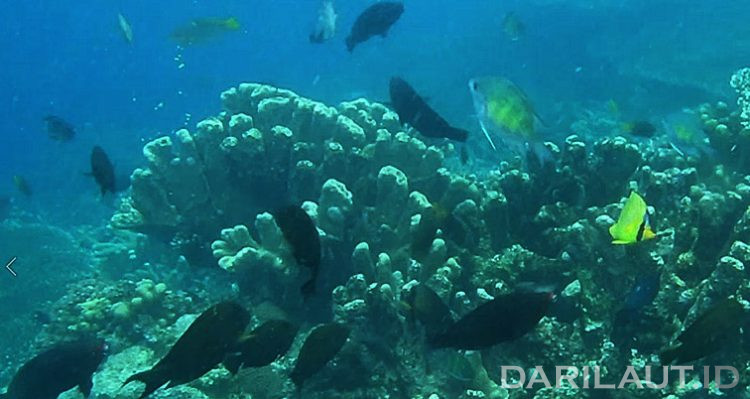 Asosiasi terumbu karang dan ikan. FOTO: DARILAUT.ID