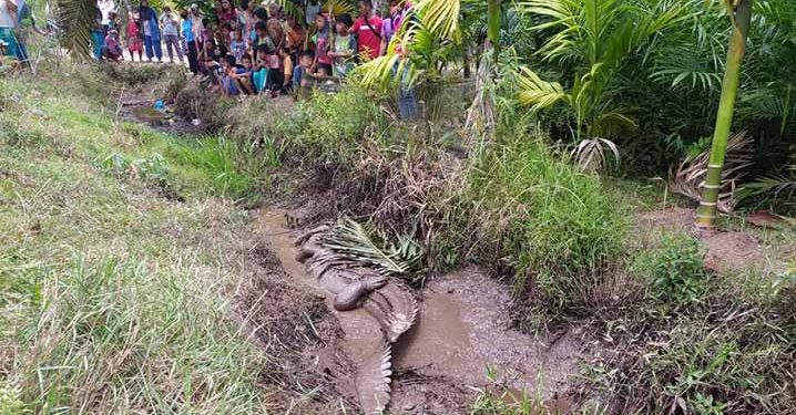 BKSDA Jambi Evakuasi Buaya Muara yang Terjebak Dalam Lumpur