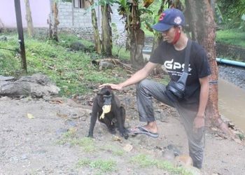 Tim Gabungan Sita Satwa Endemik Sulawesi Monyet Dihe dan Anoa di Gorontalo