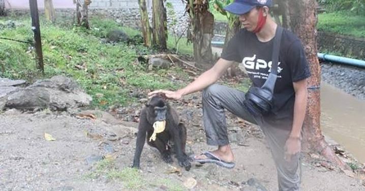 Tim Gabungan Sita Satwa Endemik Sulawesi Monyet Dihe dan Anoa di Gorontalo