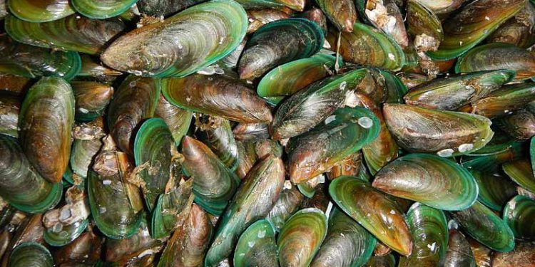 Penelitian Terbaru, Sebagian Kerang Hijau Pantai Utara Jawa Tak Layak Konsumsi