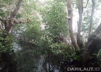 Hasil Penelitian: Pulau Ambon Rentan Terhadap Intrusi Air Laut