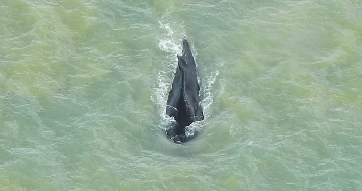 17 Hari di Sungai yang Penuh Buaya, Paus Bungkuk Kembali ke Laut lepas