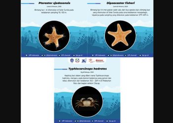 Spesies baru bintang laut dan kepiting. DESKRIPSI GAMBAR: P2O-LIPI