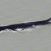 Paus bungkuk ini ditemukan di East Alligator River, Australia. FOTO: NT GOVERNMENT VIA BBC.COM