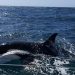 Paus pembunuh (orca). FOTO: SPANISH NAVY VIA MARINECONNECTION.ORG