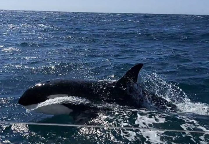 Paus pembunuh (orca). FOTO: SPANISH NAVY VIA MARINECONNECTION.ORG