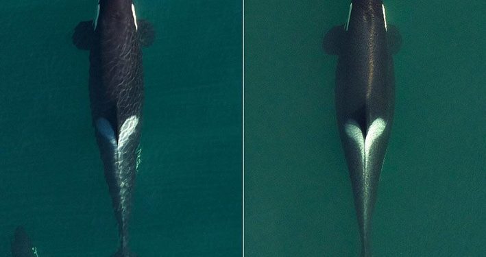 Kabar Gembira, Paus Orca Bernama Tahlequah Berhasil Melahirkan