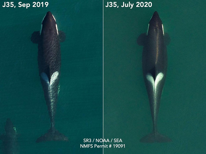 Tampilan  Tahlequah (J35) dalam 2 foto udara tahun 2019 dan Juli 2020. FOTO: ISLANDSSOUNDER.COM