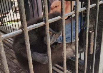 Perdagangan Satwa Liar Libatkan Aktor Lintas Negara