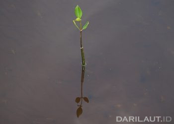 Ilustrasi tumbuhan mangrove. FOTO: DARILAUT.ID