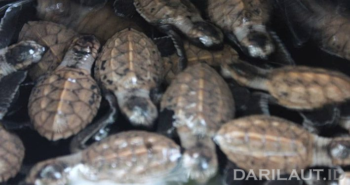 148 Tukik Penyu Sisik Dilepas di Pulau Lea, Maluku Tenggara