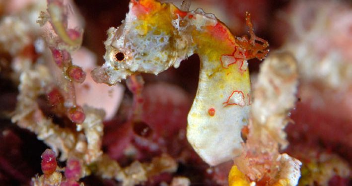 Kuda Laut, Ikan yang Dipercaya Dapat Menyembuhkan Berbagai Penyakit