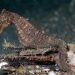 Andalkan Pandangan Mata dan Senjata Rahasia, Ini Cara Kuda Laut Berburu Mangsa