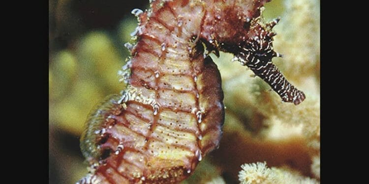 Bernilai Tinggi, Ini Peluang Budidaya Kuda Laut