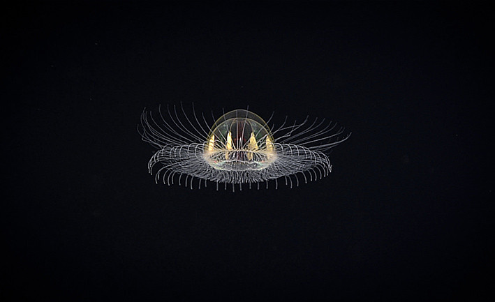 Cosmic jellyfish, of the NOAA Office of Ocean Exploration and Research, 2017 American Samoa. FOTO: NOAA/Oceanexplorer.noaa.gov