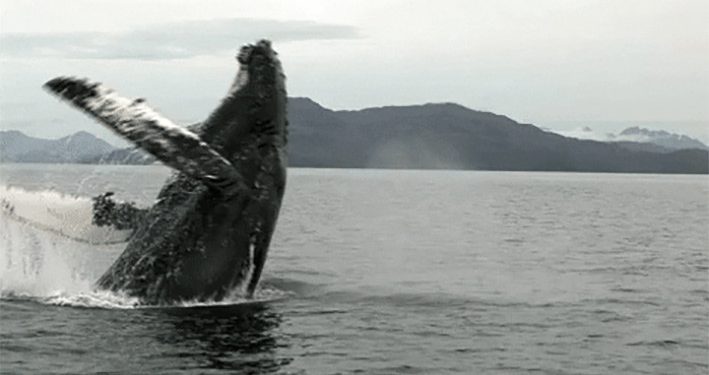 Kiat Jadi Ilmuwan Paus