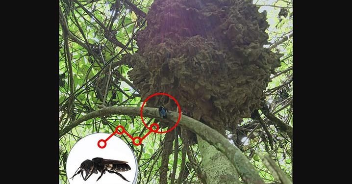 Lebah Raksasa Temuan Wallace yang Diduga Telah Punah Terlihat di Tidore