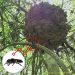 Lebah terbesar di bumi Megachile pluto dan sarangnya ditemukan kembali oleh pencari getah damar bernama Antonius di Resort Tayawi, Kota Tidore Kepulauan, Senin 19 Oktober 2020. FOTO: ANTONIUS/KLHK