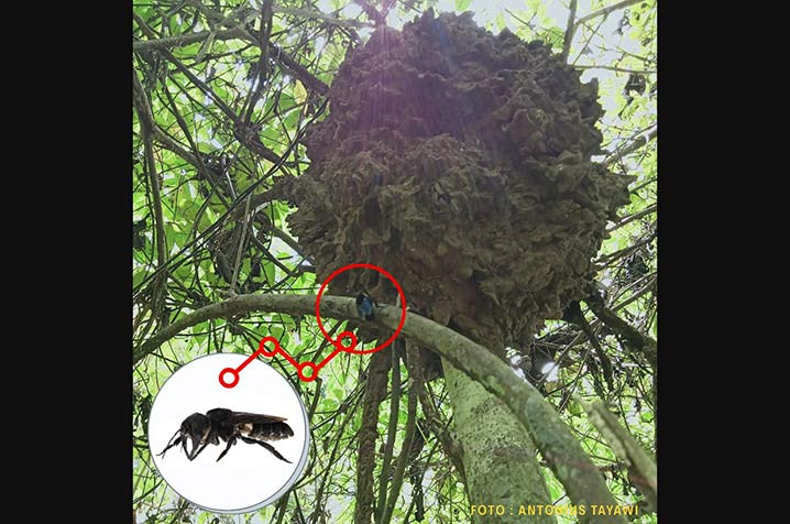 Lebah terbesar di bumi Megachile pluto dan sarangnya ditemukan kembali oleh pencari getah damar bernama Antonius di Resort Tayawi, Kota Tidore Kepulauan, Senin 19 Oktober 2020. FOTO: ANTONIUS/KLHK