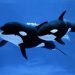 2 Paus pembunuh (Orca). FOTO: ISTOCK/NEWSWEEK.COM