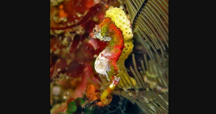 Kamuflase, Cara Kuda Laut Menghindari Bahaya