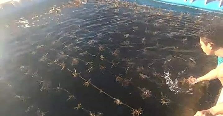 Alih Kegiatan Tambang Emas dengan Perikanan di Gorontalo Utara