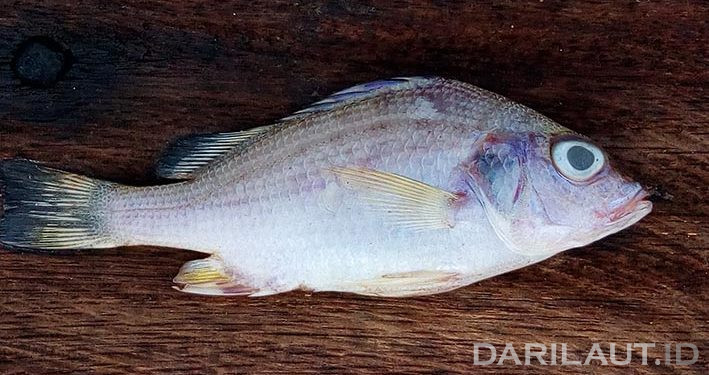 Temuan Mahasiswa Brawijaya, Sisik Ikan Dapat Hilangkan Keriput