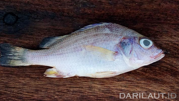 Sisik ikan yang mengandung kolagen yang diekstrak dengan tanaman Andaliman dan bahan campuran lainnya dapat dimanfaatkan untuk perawatan kulit. FOTO: DARILAUT.ID