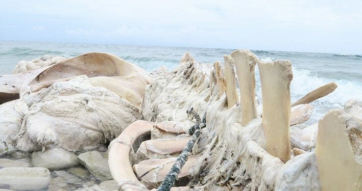 Bangkai Paus 12,75 Meter Ditemukan Terdampar di Maluku Tenggara