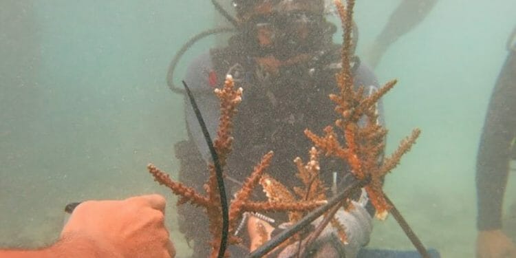 Balai TN Manusela Transplantasi Karang di Lokasi Bekas Bom Ikan