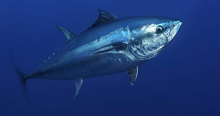 Perikanan Tuna, Tangkapan Meningkat Nilai Menurun