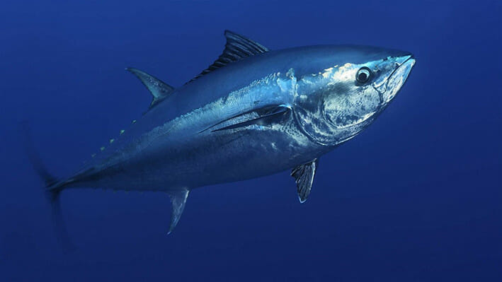 Ikan tuna sirip biru Atlantik, mengalami kelangkaan karena penangkapan yang tidak berkelanjutan. FOTO: Solvin Zankl/Wild Wonders of Europe VIA PEW