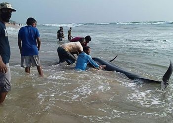 100 Paus Pilot Terdampar di Sri Lanka