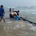 100 Paus Pilot Terdampar di Sri Lanka