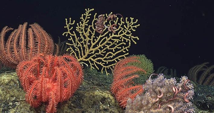 Bintang Laut Brisingida